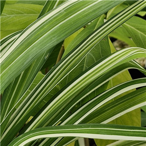 Hemerocallis Fulva 'Flore Plena Variegata'